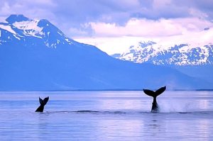 alaska-whales-usa