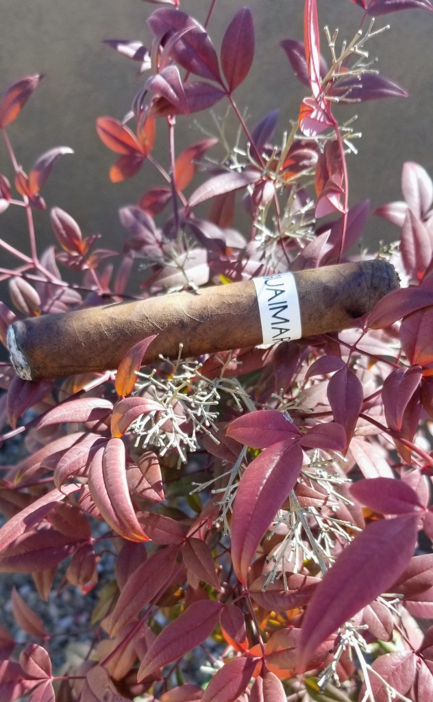 Guaimaro from Esteban Disla